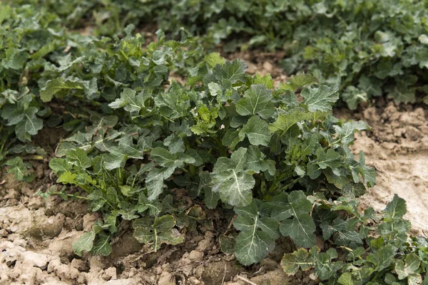 Großaufnahme von Winterraps auf einem Frühlingsfeld. Landwirtschaft, Kultivierung. — Stockfoto