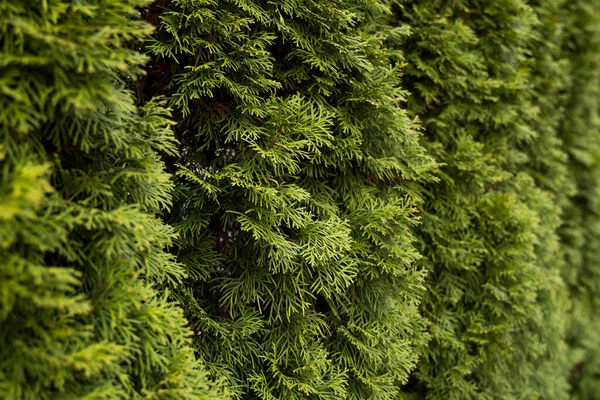 Grüne Thuja-Hecke. Nahaufnahme frische grüne Zweige von Thuja-Bäumen. Immergrüner Nadelbaum der Tui. Natur, Hintergrund. — Stockfoto