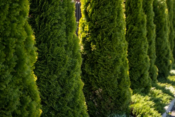 Green hedge of thuja trees. Closeup fresh green branches of thuja trees. Evergreen coniferous Tui tree. Nature, background. — Stock Photo, Image