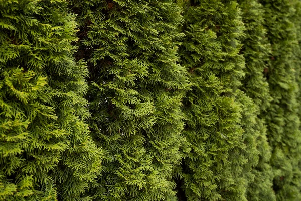 Cobertura verde de árboles de thuja. Primer plano ramas verdes frescas de los árboles de thuja. Árbol perenne de coníferas Tui. Naturaleza, antecedentes. —  Fotos de Stock