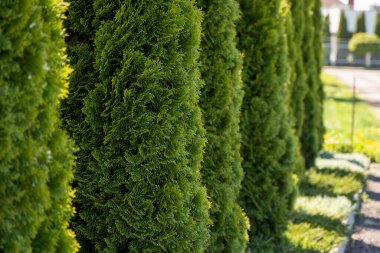 Eşkıya ağaçlarının yeşil çiti. Taze, taze, cani ağaçlarının taze dalları. Evergreen kozalaklı Tui ağacı. Doğa, arkaplan.