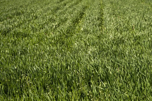 Piantine di grano verde giovani che crescono in terreno su un campo. Avvicinati al germogliare della segale su un campo. Germogli di segale. Germogli di orzo o di frumento giovani che sono germogliati nel terreno. Agricoltura, coltivazione. — Foto Stock