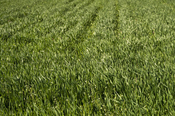Young green wheat seedlings growing in soil on a field. Close up on sprouting rye on a field. Sprouts of rye. Sprouts of young barley or wheat that have sprouted in the soil. Agriculture, cultivation.