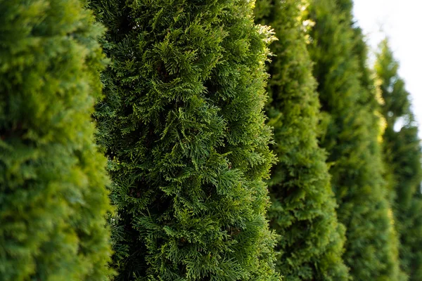 Cobertura verde de árboles de thuja. Primer plano ramas verdes frescas de los árboles de thuja. Árbol perenne de coníferas Tui. Naturaleza, antecedentes. —  Fotos de Stock