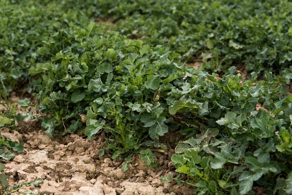 Großaufnahme von Winterraps auf einem Frühlingsfeld. Landwirtschaft, Kultivierung. — Stockfoto