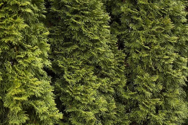 Green hedge of thuja trees. Closeup fresh green branches of thuja trees. Evergreen coniferous Tui tree. Nature, background. — Stock Photo, Image