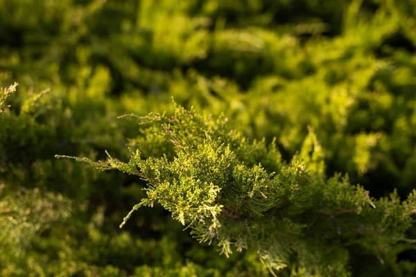 두하 나무의 녹색 울타리. 싱싱 한 두자 나무의 푸른 가지들을 막으라. Evergreen coniferous Tui tree. 자연, 배경. — 스톡 사진