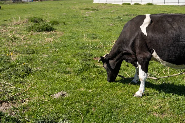 La vacca nera e bianca su un pascolo estivo mangia un'erba. — Foto Stock