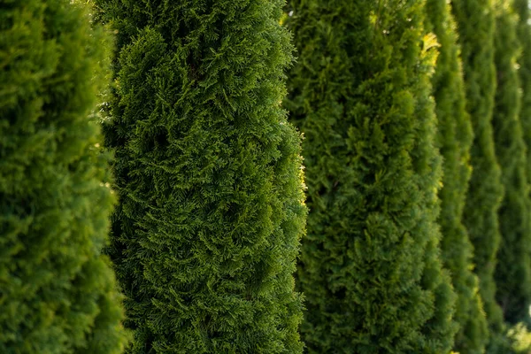Grön häck av thuja träd. Närbild färska gröna grenar av thuja träd. Evergreen barrträd Tui. Natur, bakgrund. — Stockfoto