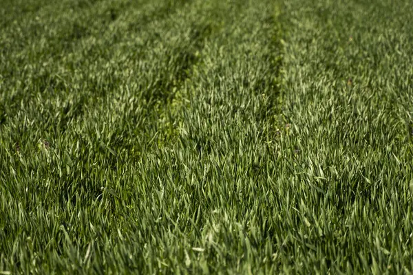 Las plántulas jóvenes verdes de trigo que crecen en el suelo en el campo. Cerca de brotar centeno en un campo. Brotes de centeno. Brotes de cebada joven o trigo que han brotado en el suelo. Agricultura, cultivo. —  Fotos de Stock