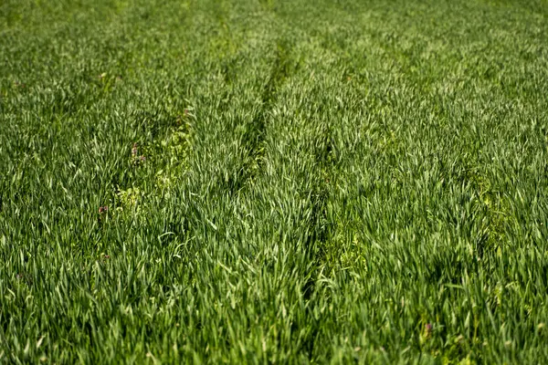 Piantine di grano verde giovani che crescono in terreno su un campo. Avvicinati al germogliare della segale su un campo. Germogli di segale. Germogli di orzo o di frumento giovani che sono germogliati nel terreno. Agricoltura, coltivazione. — Foto Stock