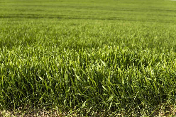 Piantine di grano verde giovani che crescono in terreno su un campo. Avvicinati al germogliare della segale su un campo. Germogli di segale. Germogli di orzo o di frumento giovani che sono germogliati nel terreno. Agricoltura, coltivazione. — Foto Stock