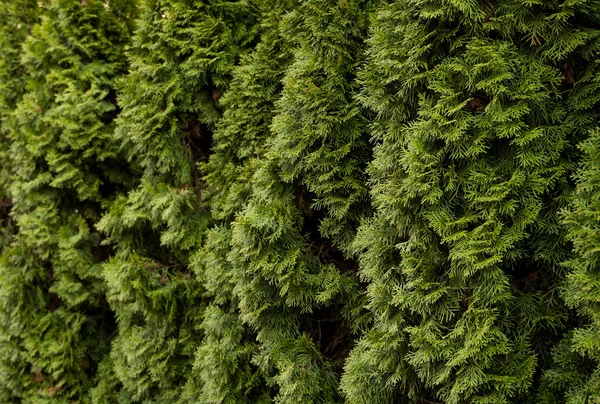 Grüne Thuja-Hecke. Nahaufnahme frische grüne Zweige von Thuja-Bäumen. Immergrüner Nadelbaum der Tui. Natur, Hintergrund. — Stockfoto