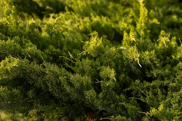 Green hedge of thuja trees. Closeup fresh green branches of thuja trees. Evergreen coniferous Tui tree. Nature, background. — Stock Photo, Image