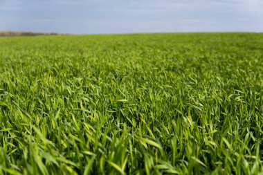 Genç yeşil buğday fideleri bir tarlada toprakta yetişiyor. Tarlada filizlenen çavdara yaklaş. Çavdar filizleri. Toprakta filizlenmiş taze arpa veya buğday filizleri. Tarım, tarım.