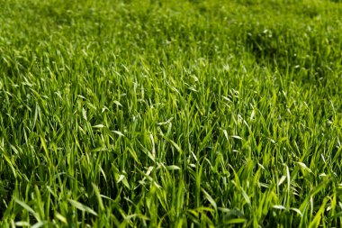 Genç yeşil buğday fideleri bir tarlada toprakta yetişiyor. Tarlada filizlenen çavdara yaklaş. Çavdar filizleri. Toprakta filizlenmiş taze arpa veya buğday filizleri. Tarım, tarım.