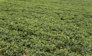 Kış tecavüz bitkileriyle bahar tarlası. Tarım, tarım..