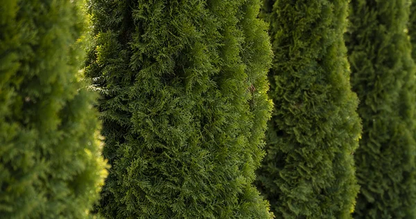 Cobertura verde de árboles de thuja. Primer plano ramas verdes frescas de los árboles de thuja. Árbol perenne de coníferas Tui. Naturaleza, antecedentes. —  Fotos de Stock