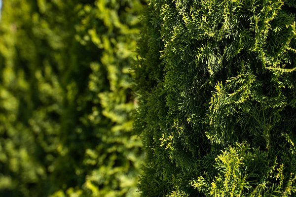 Grüne Thuja-Hecke. Nahaufnahme frische grüne Zweige von Thuja-Bäumen. Immergrüner Nadelbaum der Tui. Natur, Hintergrund. — Stockfoto