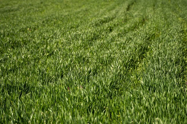 Las plántulas jóvenes verdes de trigo que crecen en el suelo en el campo. Cerca de brotar centeno en un campo. Brotes de centeno. Brotes de cebada joven o trigo que han brotado en el suelo. Agricultura, cultivo. —  Fotos de Stock
