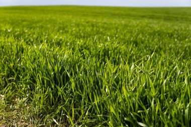 Genç yeşil buğday fideleri bir tarlada toprakta yetişiyor. Tarlada filizlenen çavdara yaklaş. Çavdar filizleri. Toprakta filizlenmiş taze arpa veya buğday filizleri. Tarım, tarım.