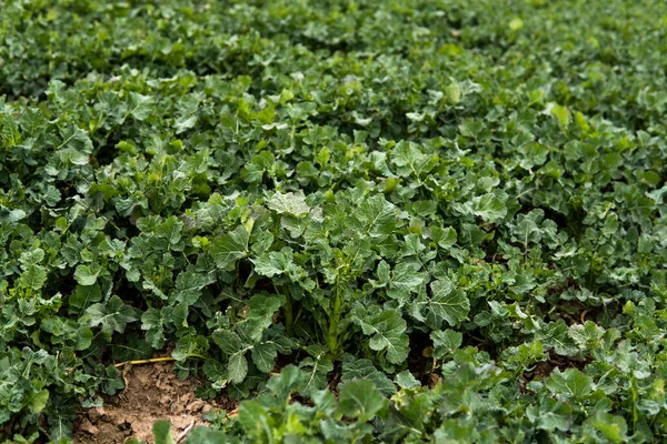 Großaufnahme von Winterraps auf einem Frühlingsfeld. Landwirtschaft, Kultivierung. — Stockfoto