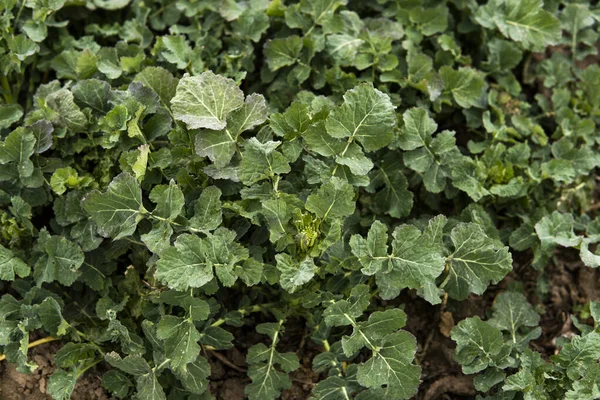 Großaufnahme von Winterraps auf einem Frühlingsfeld. Landwirtschaft, Kultivierung. — Stockfoto