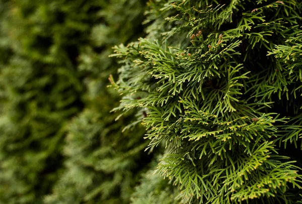 Green hedge of thuja trees. Closeup fresh green branches of thuja trees. Evergreen coniferous Tui tree. Nature, background. — Stock Photo, Image
