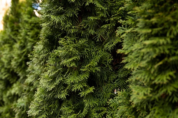 Green hedge of thuja trees. Closeup fresh green branches of thuja trees. Evergreen coniferous Tui tree. Nature, background. — Stock Photo, Image