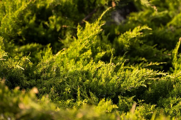 Grüne Thuja-Hecke. Nahaufnahme frische grüne Zweige von Thuja-Bäumen. Immergrüner Nadelbaum der Tui. Natur, Hintergrund. — Stockfoto