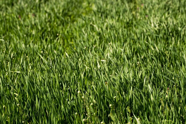 Las plántulas jóvenes verdes de trigo que crecen en el suelo en el campo. Cerca de brotar centeno en un campo. Brotes de centeno. Brotes de cebada joven o trigo que han brotado en el suelo. Agricultura, cultivo. — Foto de Stock