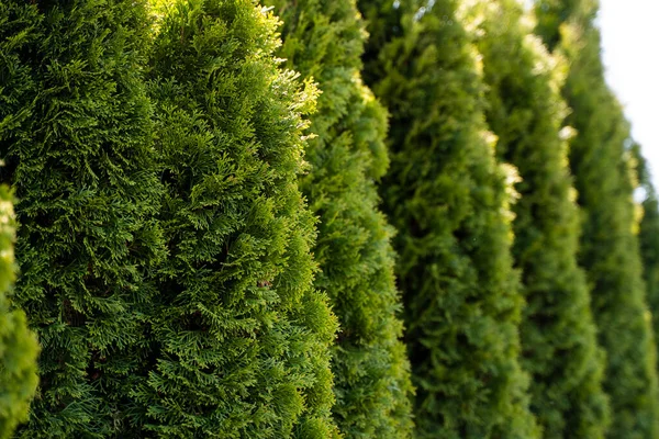 Green hedge of thuja trees. Closeup fresh green branches of thuja trees. Evergreen coniferous Tui tree. Nature, background. — Stock Photo, Image