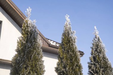 Thuja ağaçlarının yeşil yaprakları evin yakınındaki yumuşak güneş ışığıyla kaplı. Karlı Thuja dalı. Evergreen kozalaklı ağaç. Karda ardıç ağacının dalı. Kış arkaplanı.