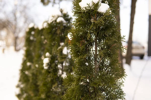 Green leaves of Thuja trees covered with frost with soft sunlight. Thuja twig with snow. Evergreen coniferous tree. A branch of a juniper tree in the snow. Winter background. — Stock Photo, Image
