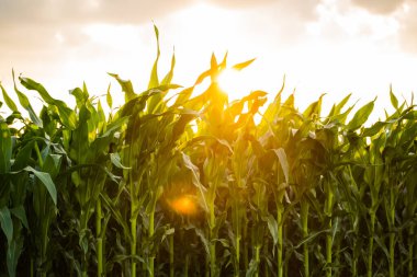 Yaz mevsiminde tarım arazilerindeki altın günbatımı ışığıyla aydınlatılan parlak yeşil mısır bitkileri büyümeyi, hasatı ve doğal tarımı sembolize ediyor..