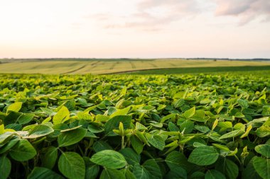 Geniş tarlalarda yetişen yemyeşil soya bitkileri yumuşak bir pastel gökyüzü altında sürdürülebilir tarım ve ürün büyümesini temsil ediyor..