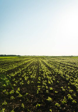 Tarım tarlalarında yetişen taze fideler sabah güneşinin altında verimli topraklarda, çiftçiliği ve yeni yaşamı simgeliyor..