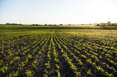 Günbatımı ile aydınlatılan ve sürdürülebilir tarım kavramını gösteren tarımsal alanların panoramik manzarası..