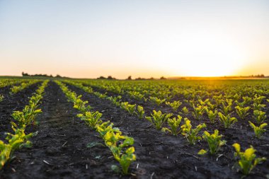 Tarım, sürdürülebilirlik ve tarımı temsil eden, güneş ışığı altında verimli topraklarda düzenli sıralar halinde büyüyen genç şeker pancarı bitkileri.
