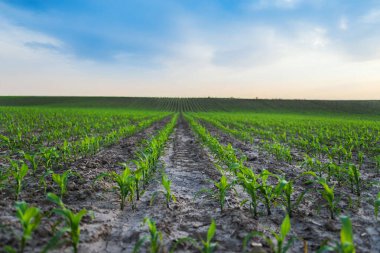 Kırsal alanda nemli topraklarda yetişen küçük yeşil mısır bitkilerinin sıraları üzerinde mavi gökyüzü tarımsal gelişimi temsil ediyor..