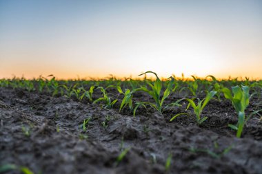 Genç mısır bitkilerinin altın gün batımı ışığı altında kahverengi topraktan ortaya çıkışının düşük açılı görüntüsü büyümeyi ve sürdürülebilir çiftçiliği simgeliyor..