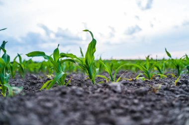 Karanlık ve nemli topraklarda yetişen yapraklar üzerinde yağmur damlaları olan genç mısır bitkilerinin yakın çekimleri tarımı ve doğal büyümeyi temsil ediyor..