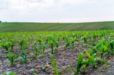Bereketli tarım arazilerinde eşit büyüyen genç mısır bitkilerinin geniş açılı görünümü sürdürülebilir tarım ve organik tarım.
