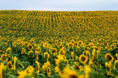 Sonsuz ayçiçeği tarlasının geniş manzarası yumuşak gün ışığı altında çiçek açıyor. Parlak sarı çiçeklerle dolu güzel bir yaz manzarası.