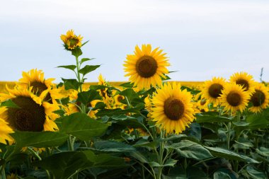 Gökyüzü arka planında çiçek açan uzun ayçiçeklerinin makro perspektifi. Canlı çiçek sahnesi yaz güzelliğini ve doğal enerjiyi yakalıyor..