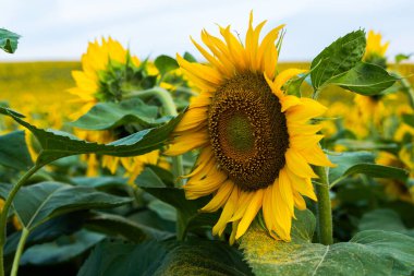 Parlak sarı bir tarlada ayakta duran bir ayçiçeğinin Macro çekimi. Yazın güzel sembolü, enerji ve doğa canlılığının..