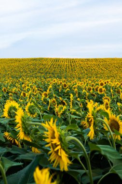 Yumuşak mavi bir gökyüzünün altında yukarıya doğru uzanan çiçek açan ayçiçeği tarlasının dikey görüntüsü. Doğal renk ve yaşamla dolu kırsal yaz sahnesi.