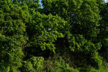 Kalın orman örtüsü, güneş ışığıyla aydınlatılan canlı yeşil yapraklarla. Huzurlu doğal orman manzarası hayat ve tazelik dolu.