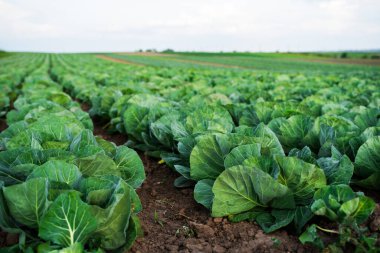 Zengin kahverengi toprakta yetişen taze yeşil lahana yaprakları. Sağlıklı dokuyu, organik tarımı ve bitki örtüsünü gösteren tarımsal görüşü kapat.