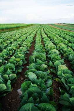 Lahana tarlaları tarlalarda düzenli olarak hizalanır. Yeşil yapraklar ve kahverengi toprak doğal tarım yaz arkaplanı oluşturur.